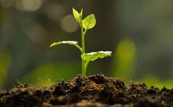 reforestacion-startups-espana-1-1024x445-1